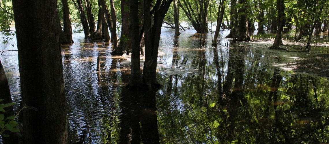 Les milieux humides: les reins de la nature