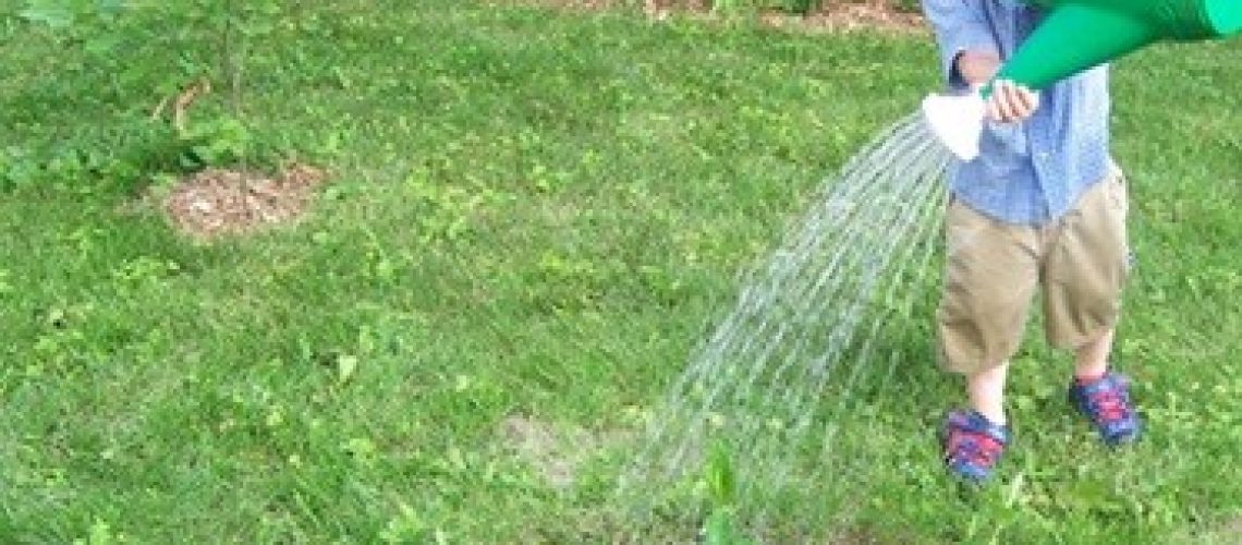 Comment faire un jardin de pluie à la maison?