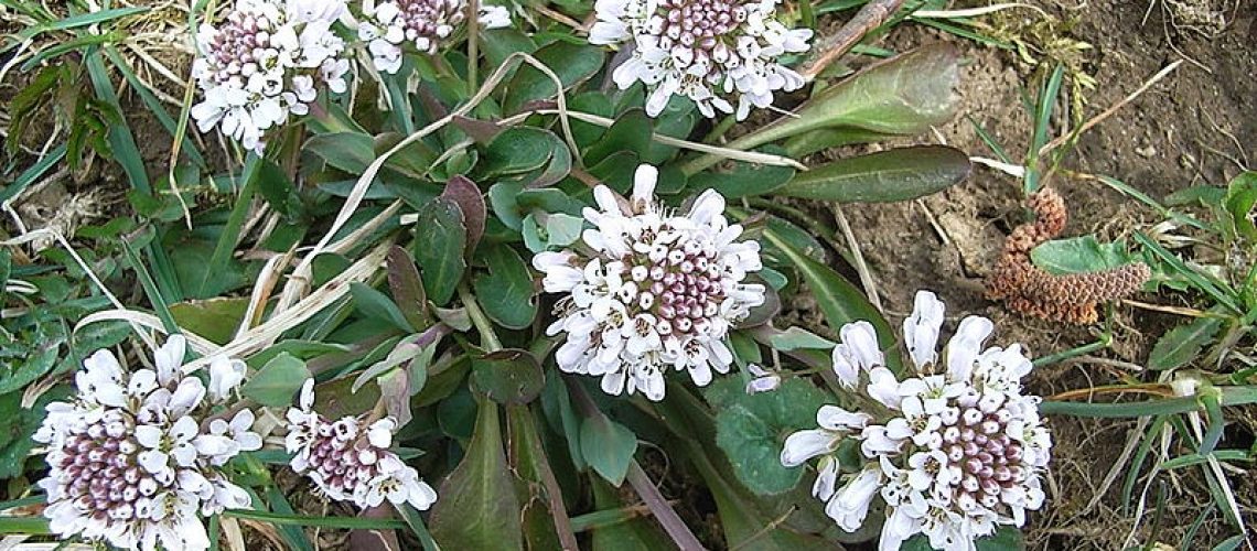 Noccaea caerulescens (Tabouret des bois)